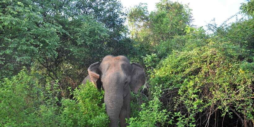Udawalawa National Park: Private Safari - Guides With Names: The Service Style You’re Booking