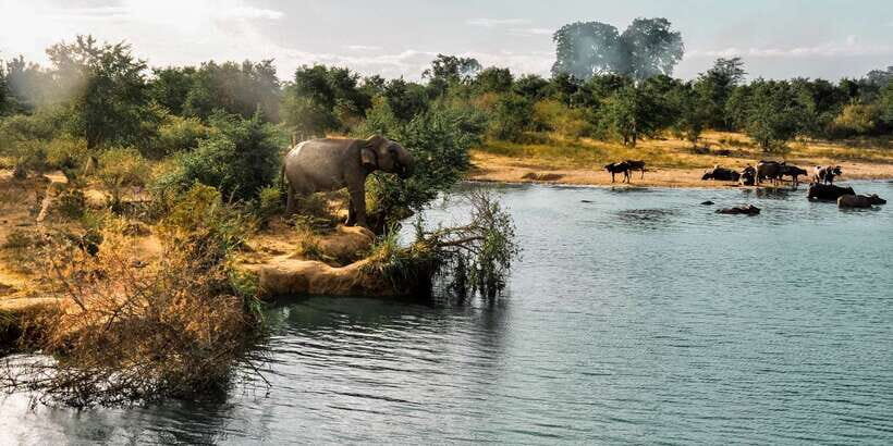 Udawalawa National Park: Private Safari - How the 3 Hours Usually Feel Inside the Park