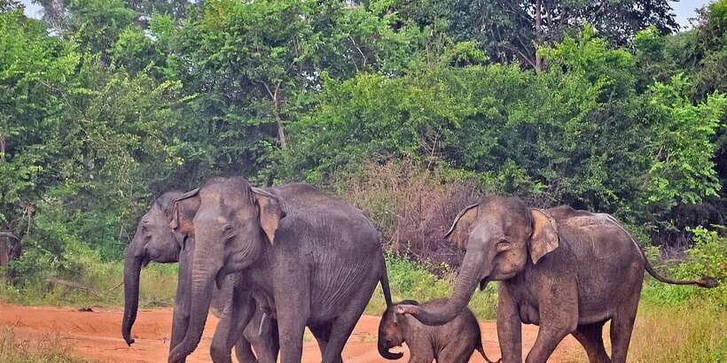 Udawalawa National Park: Private Safari - Beyond Elephants: Birds, Crocodiles, and the Fast Little Lives