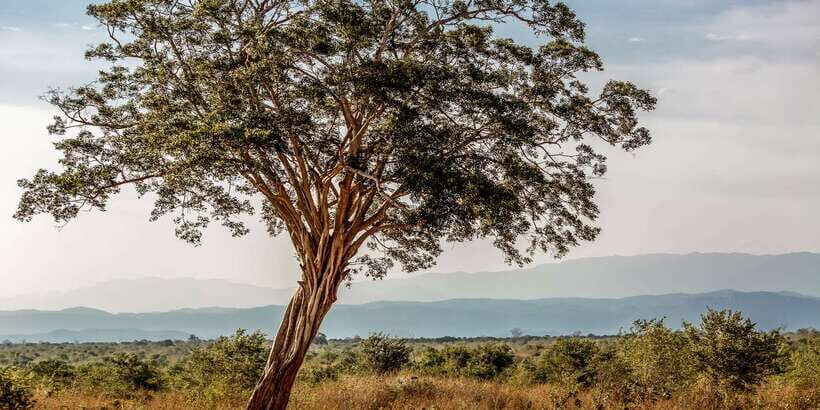 Udawalawa National Park: Private Safari - Price and Value: Why $25 Can Be a Bargain (With One Catch)