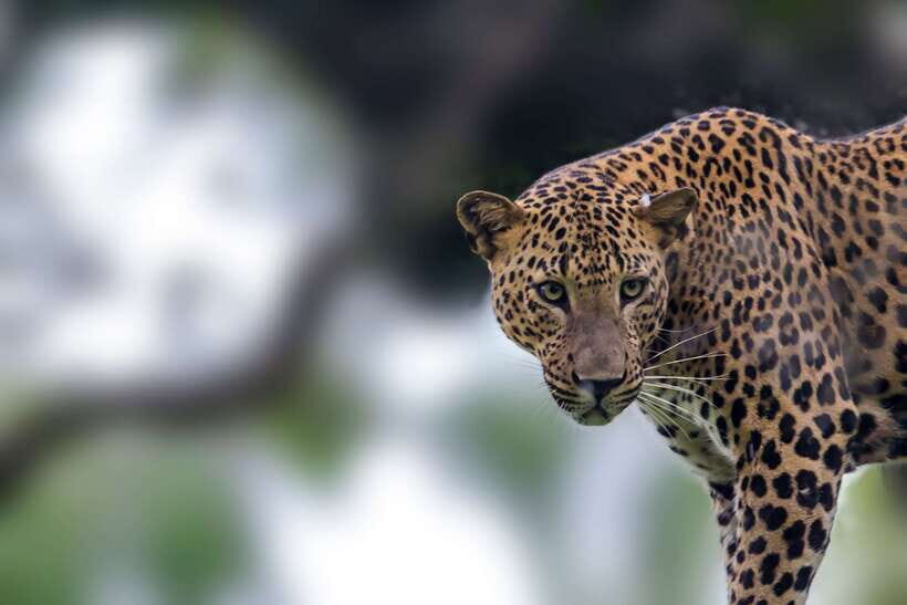 Udawalawa National Park Safari Tour with Experienced Guides - First Ride: How the 3-Hour Safari With Pickup Really Feels