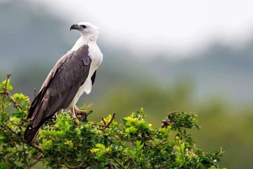 Udawalawa National Park Safari Tour with Experienced Guides - Price and Logistics: Getting Real Value From the $19 Rate