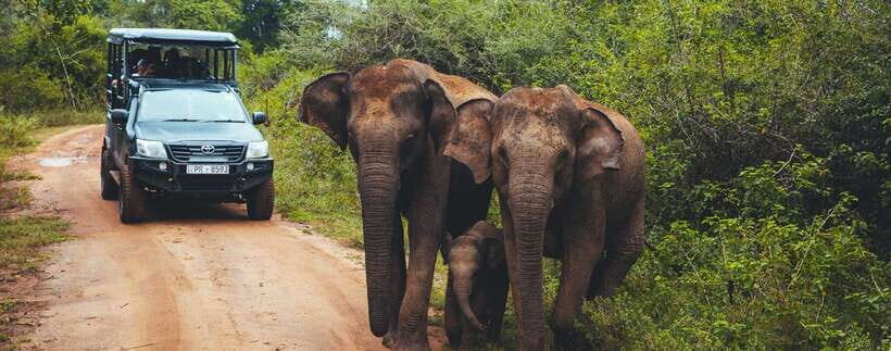 Udawalawa National Park Safari Tour with Experienced Guides - Practical Tips That Help You Get Better Elephant Sightings
