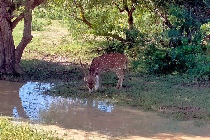 Udawalawa National Park Safari trip from Hikkaduwa/Galle/Weligama - Price and Logistics: What the $48 Actually Covers