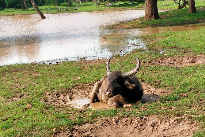 Udawalawa National Park Safari trip from Hikkaduwa/Galle/Weligama - Practical Tips for a Smooth Udawalawe Day