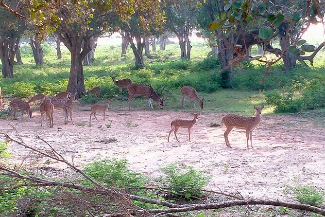 Udawalawa National Park Safari trip from Hikkaduwa/Galle/Weligama - Who Should Book This Udawalawe Jeep Safari