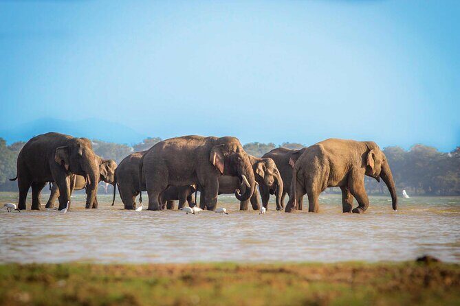 Udawalawa Safari Drive From Galle, Weligama, Mirissa & Dickwella - Udawalawa at 5 AM: catching the day’s best elephant window