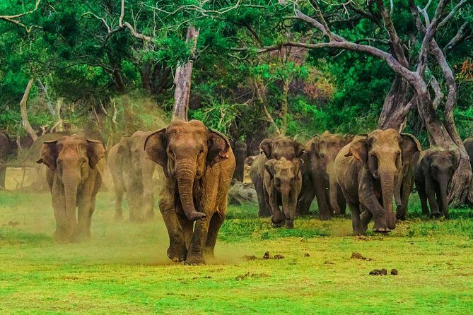 Udawalawa Safari Drive From Galle, Weligama, Mirissa & Dickwella - What you might see: elephants, birds, reptiles, and other Sri Lankan wildlife