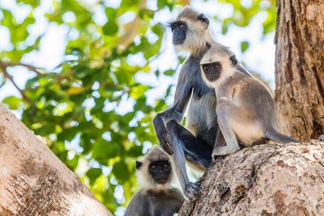 Udawalawa Safari Drive From Galle, Weligama, Mirissa & Dickwella - Picnic breakfast during the safari: simple food, real time savings