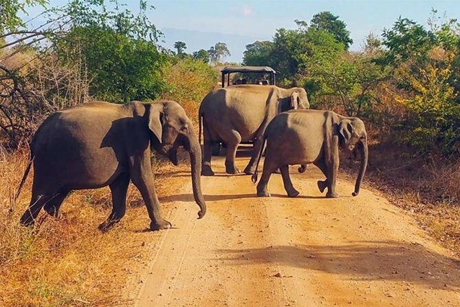 Udawalawa Safari Drive From Galle, Weligama, Mirissa & Dickwella - Price and value: $80 per person plus entrance fees and the tip question