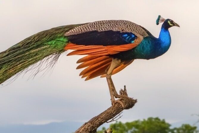 Udawalawa Safari Drive From Galle, Weligama, Mirissa & Dickwella - The trekker-led experience: why guidance changes your odds