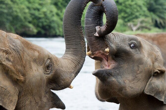 Udawalawa Safari Drive From Galle, Weligama, Mirissa & Dickwella - Who this Udawalawa safari drive suits best