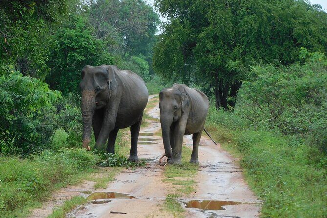 Udawalawa Safari & Elephants Orphanage Tour from Hambantota port - Key highlights worth knowing before you go
