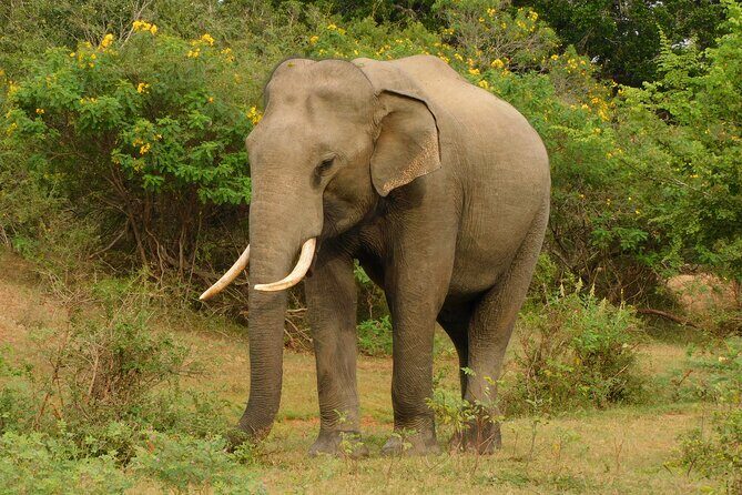 Udawalawa Safari & Elephants Orphanage Tour from Hambantota port - Who this tour fits best