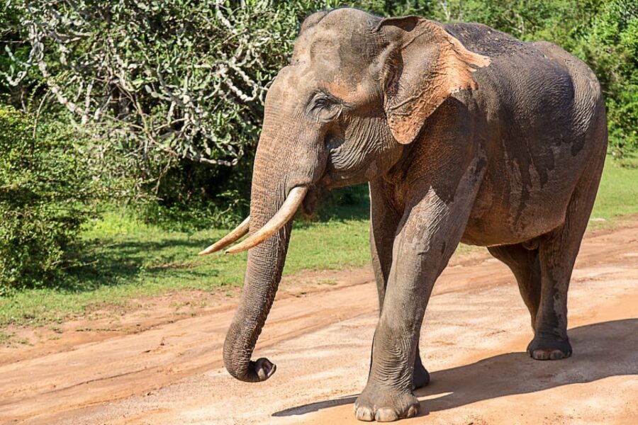 UDAWALAWA SAFARI TOUR from HAMBANTOTA PORT (Shore Excursion) - Who should book this safari from Hambantota Port?