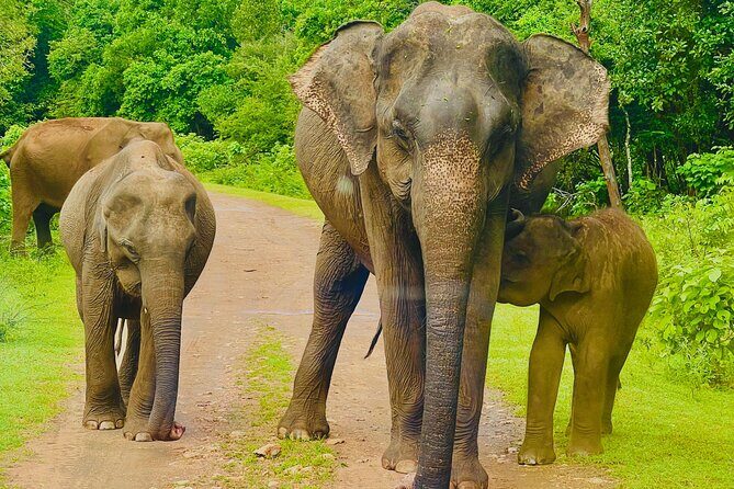 Udawalawa Wild Life Safari - Key things to know before you go