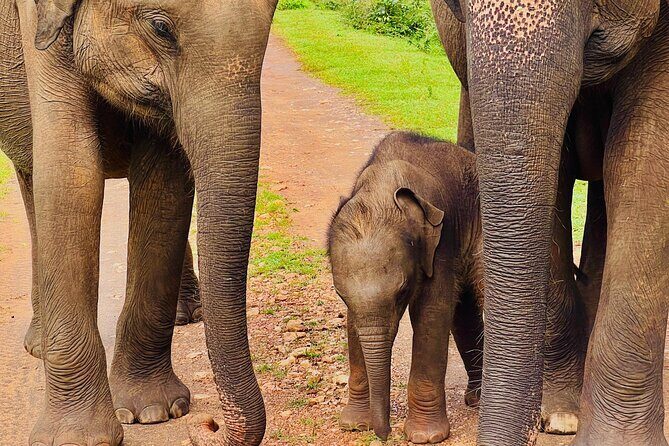 Udawalawa Wild Life Safari - Private Udawalawe safari time: what the 3–5 hours really gives you