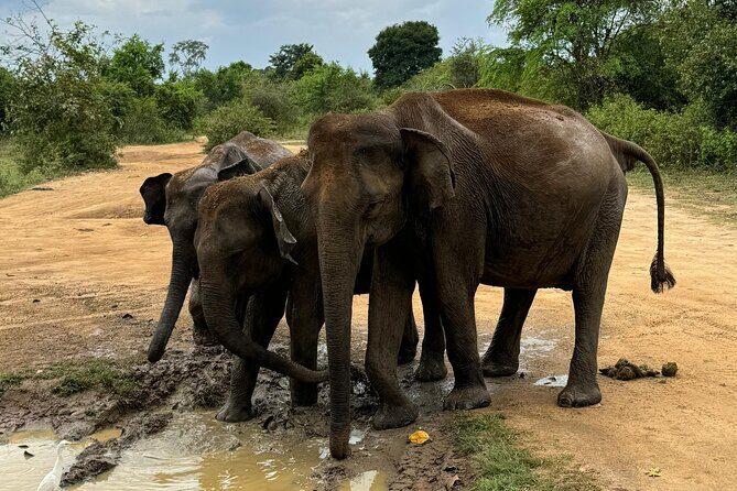 Udawalawa Wild Life Safari - Should you book Udawalawe Wild Life Safari?