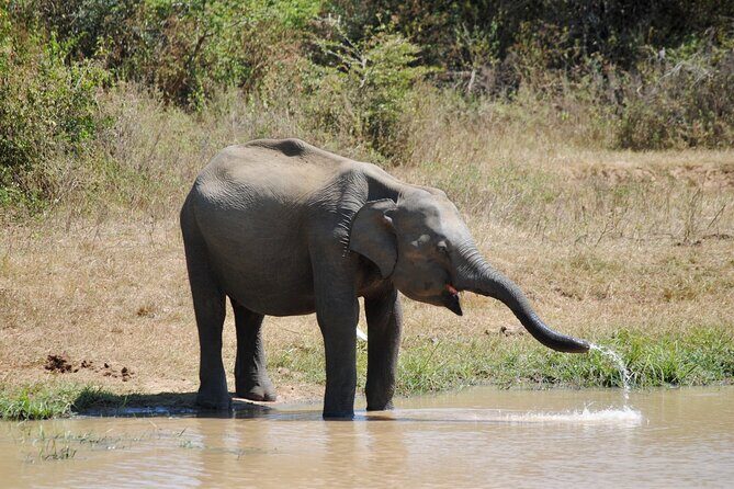 Udawalawe Elephant Safari: 3h Jeep Adventure (All Inclusive) - A private 4x4 day from Bentota: comfort without slowing you down