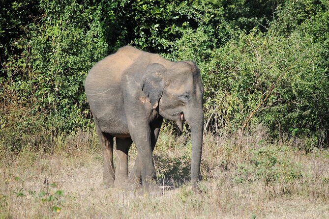 Udawalawe Elephant Safari: 3h Jeep Adventure (All Inclusive) - What all-inclusive covers here (and what you’ll still handle)