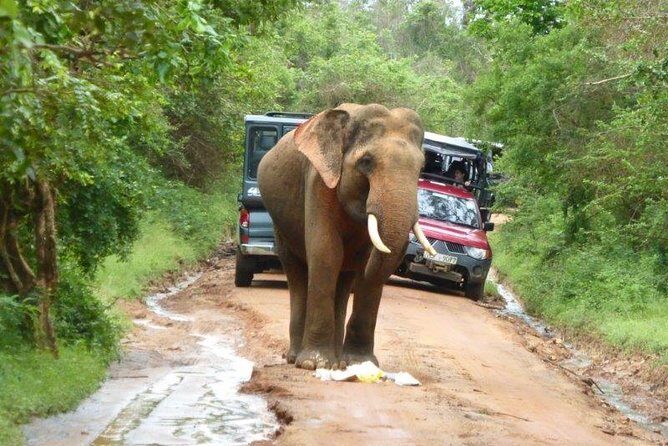 Udawalawe Elephant Safari: 3h Jeep Adventure (All Inclusive) - How to plan your day: timing, patience, and photo sanity