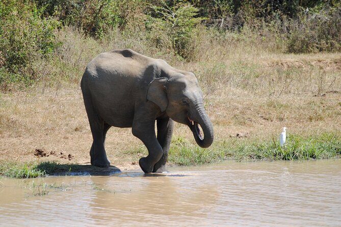 Udawalawe Elephant Safari: 3h Jeep Adventure (All Inclusive) - Who this safari is best for (and who might want a different option)