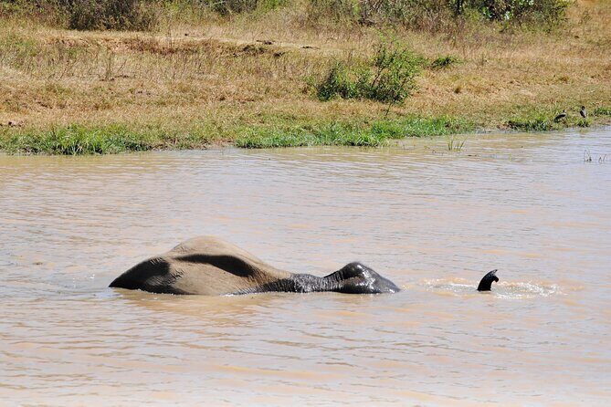 Udawalawe Elephant Safari: 3h Jeep Adventure (All Inclusive) - Price and value: what you’re actually paying for