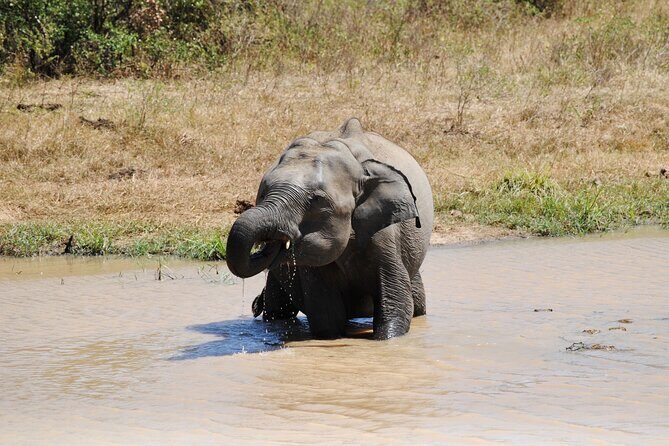 Udawalawe Elephant Safari: 3h Jeep Adventure (All Inclusive) - Elephant Transit Home: the rescued-elephant start that changes the whole mood