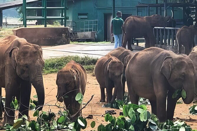 Udawalawe Elephant Safari and Orphanage Tour Shore Excursions - Udawalawe From Hambantota Port: a cruise-friendly start at 8:30am