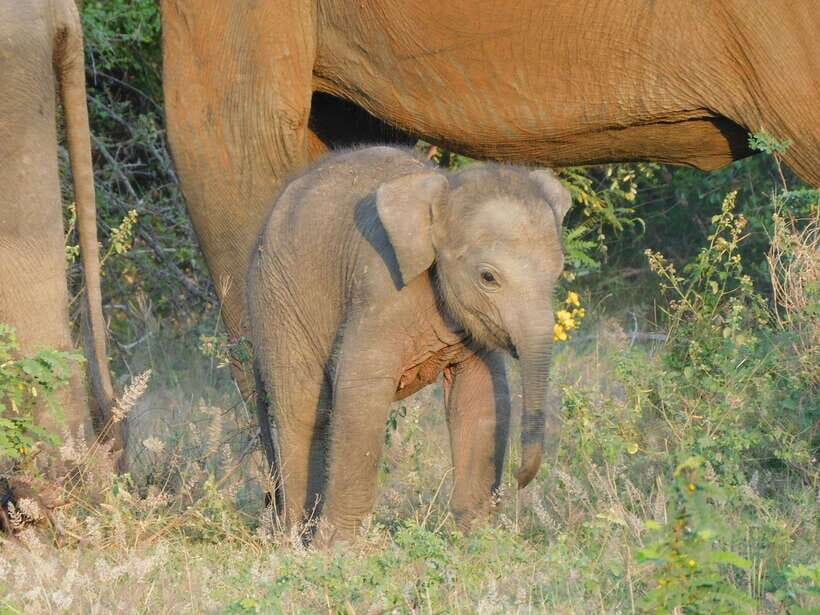 Udawalawe Elephants Safari Tour from Hambantota port - Key highlights you’ll care about