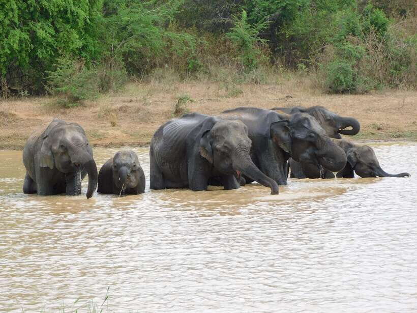 Udawalawe Elephants Safari Tour from Hambantota port - Udawalawe elephants safari from Hambantota: a tight 6 hours with real payoff