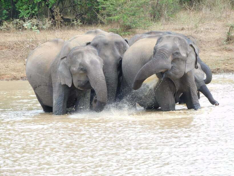 Udawalawe Elephants Safari Tour from Hambantota port - The elephants orphanage visit: more than a stop, it’s context