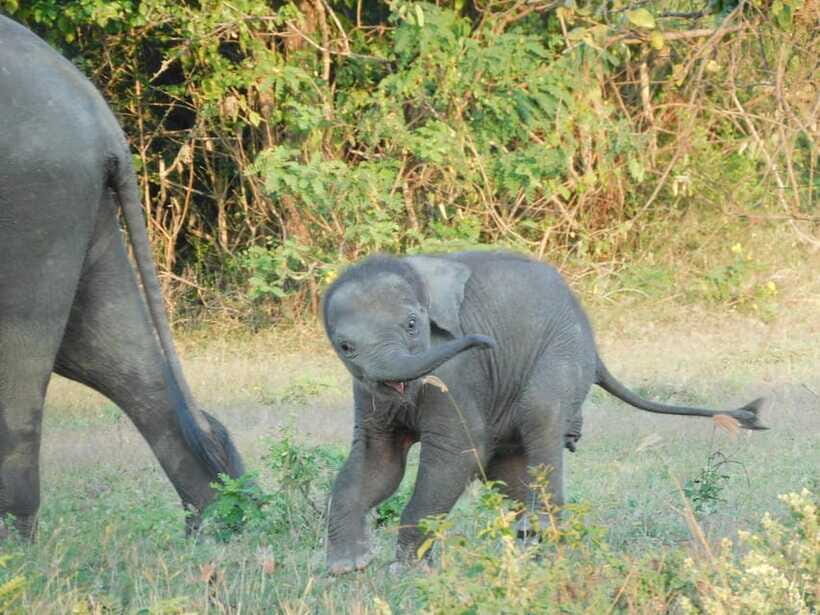 Udawalawe Elephants Safari Tour from Hambantota port - How the guided English tour actually helps you