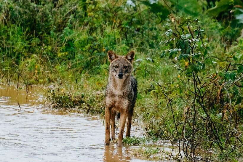 Udawalawe National Park: 4-Hour Safari Tour - Should You Book This Udawalawe Safari?