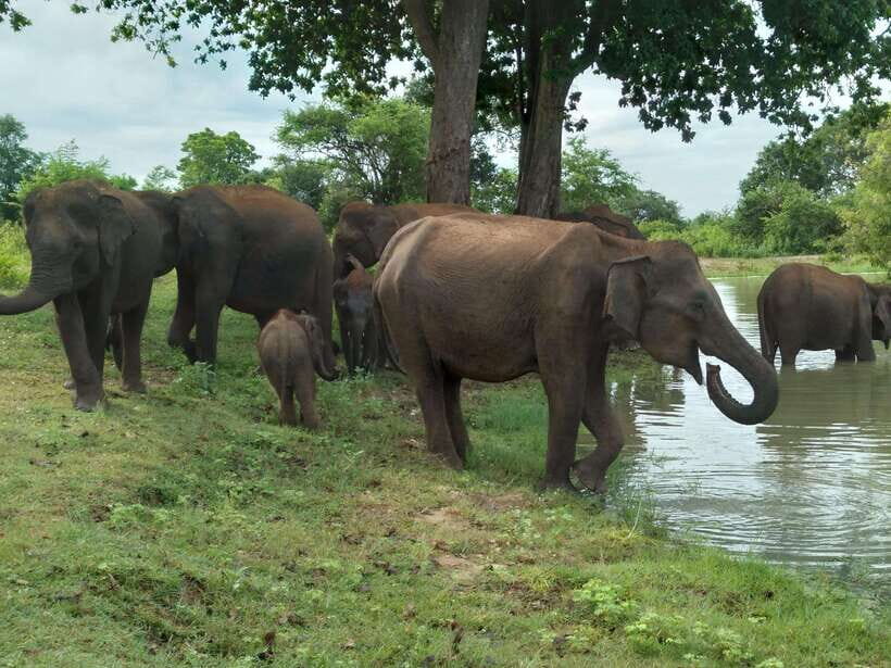 Udawalawe National Park: 4-Hour Safari Tour - Getting Rolling: Pickup, Your 4x4 Jeep, and the Right Mindset