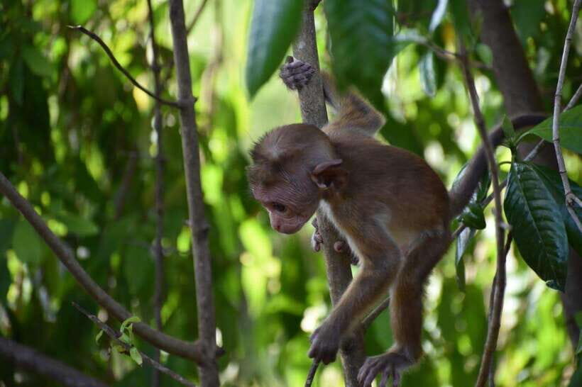 Udawalawe National Park: 4-Hour Safari Tour - Following the Habitats: Grasslands, Forest Edges, and Wetlands