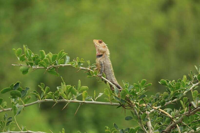 Udawalawe National Park: 4-Hour Safari Tour - Bird-Watching That Doesn’t Feel Like an Afterthought