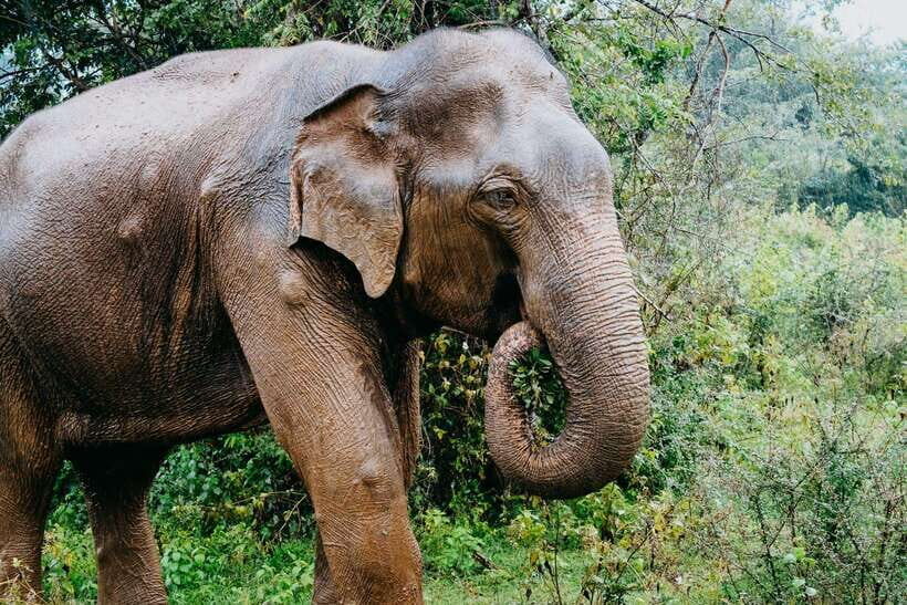Udawalawe National Park: 4-Hour Safari Tour - How the 4–7 Hours Works on the Ground