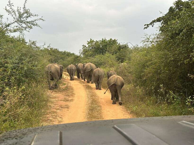 Udawalawe National Park: 4-Hour Safari Tour - Practical Safari Tips That Actually Matter