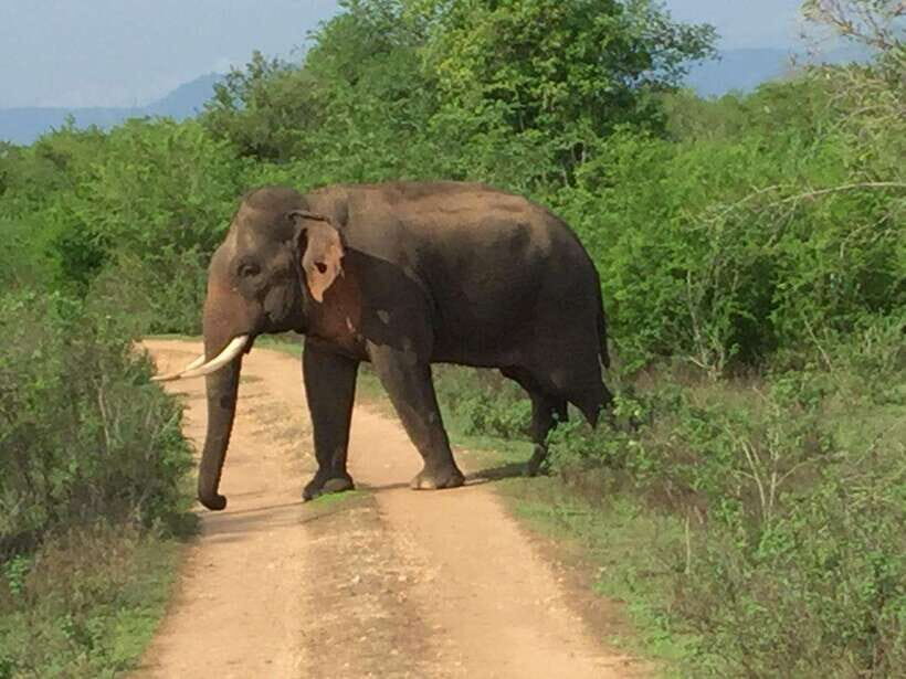Udawalawe National Park: 4-Hour Safari Tour - A Quick Word on the Human Factor: Why Guides Change Everything