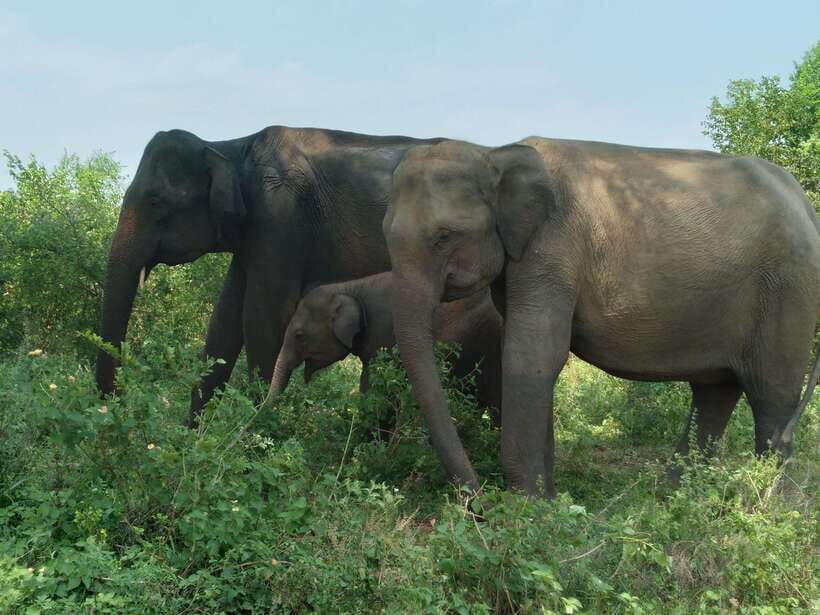 Udawalawe National Park: 4-Hour Safari Tour - What You Can Actually Expect to Spot in Udawalawe