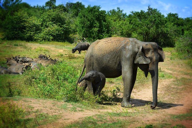 Udawalawe National Park 6-Hour Private Safari Tour - Animals on the cards: elephants, buffalo, crocodiles, and birds