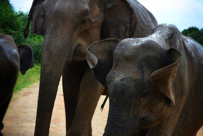 Udawalawe National Park 6-Hour Private Safari Tour - The guide factor: why local routing changes everything