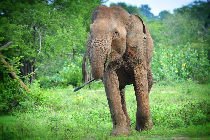 Udawalawe National Park 6-Hour Private Safari Tour - What’s included in your day (and what to plan for)