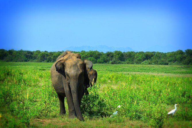 Udawalawe National Park 6-Hour Private Safari Tour - Price and value: is $55 a smart buy?