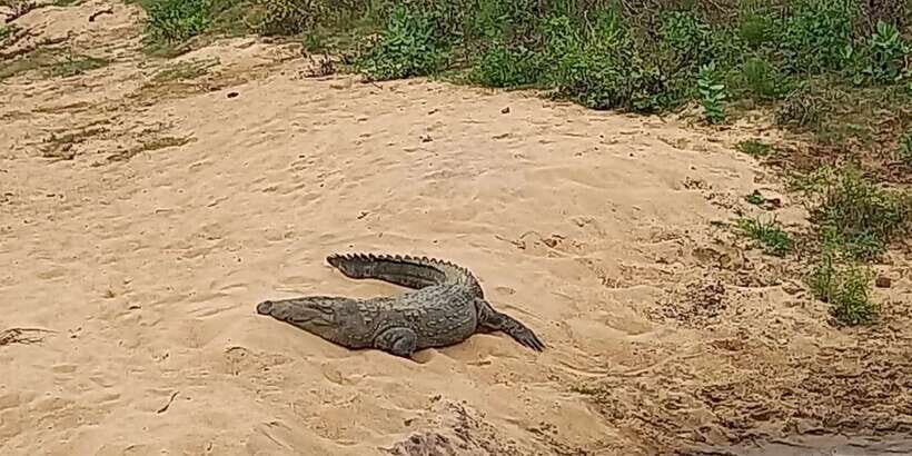 Udawalawe National Park - 7 Hours Private Safari tour - Quick hits for your Udawalawe safari planning