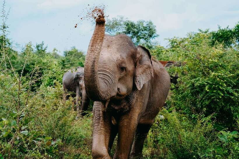 Udawalawe National Park: Elephant Safari with Expert Guide - Udawalawe Elephants: Why This Park Works So Well