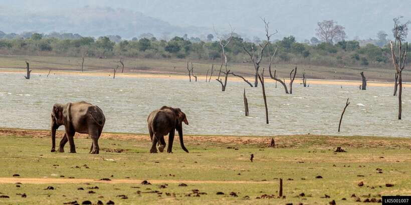 Udawalawe National Park Private Full-Day Safari - Food, timing, and what to pack for a 9-hour safari