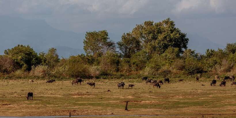 Udawalawe National Park Private Full-Day Safari - How to get better sightings without stressing the animals