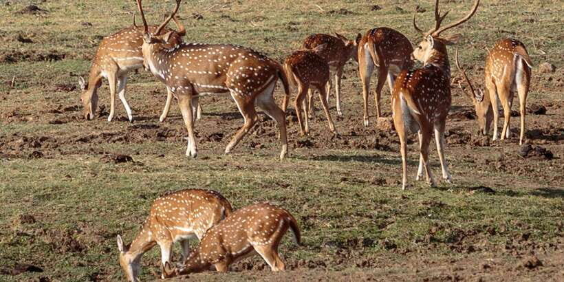 Udawalawe National Park Private Full-Day Safari - A private 4x4 safari that keeps the day focused
